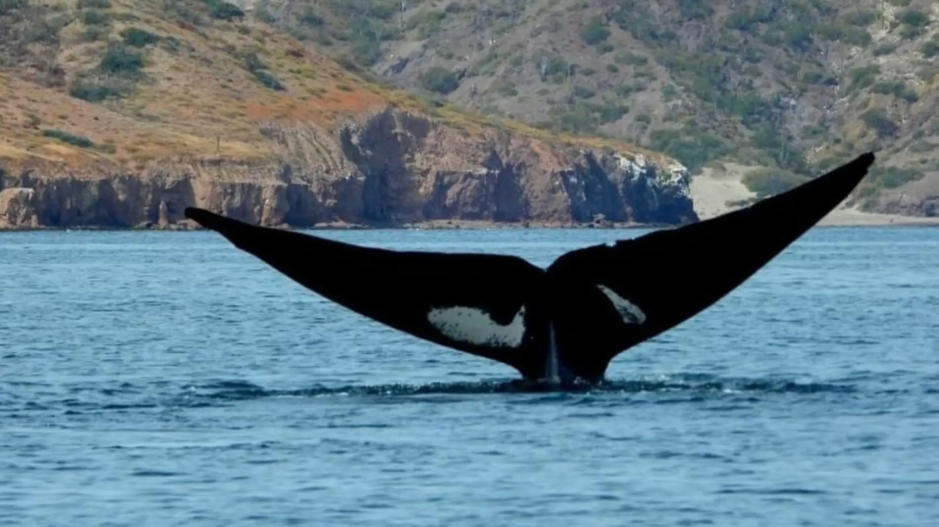 10 mil turistas visitan Loreto en temporadas de ballenas  (1)